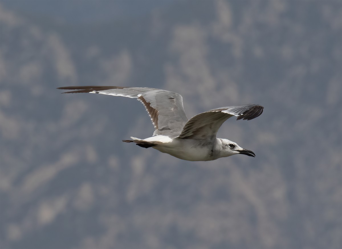 Gaviota Guanaguanare - ML621873624