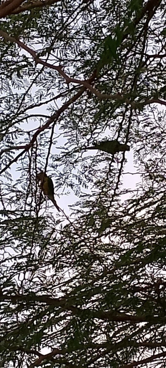 Conure cuivrée - ML621873626