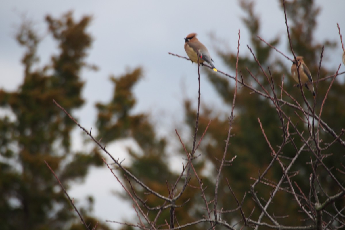 Cedar Waxwing - ML621873640