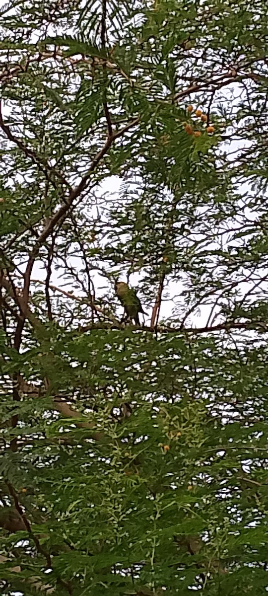 Brown-throated Parakeet - ML621873648