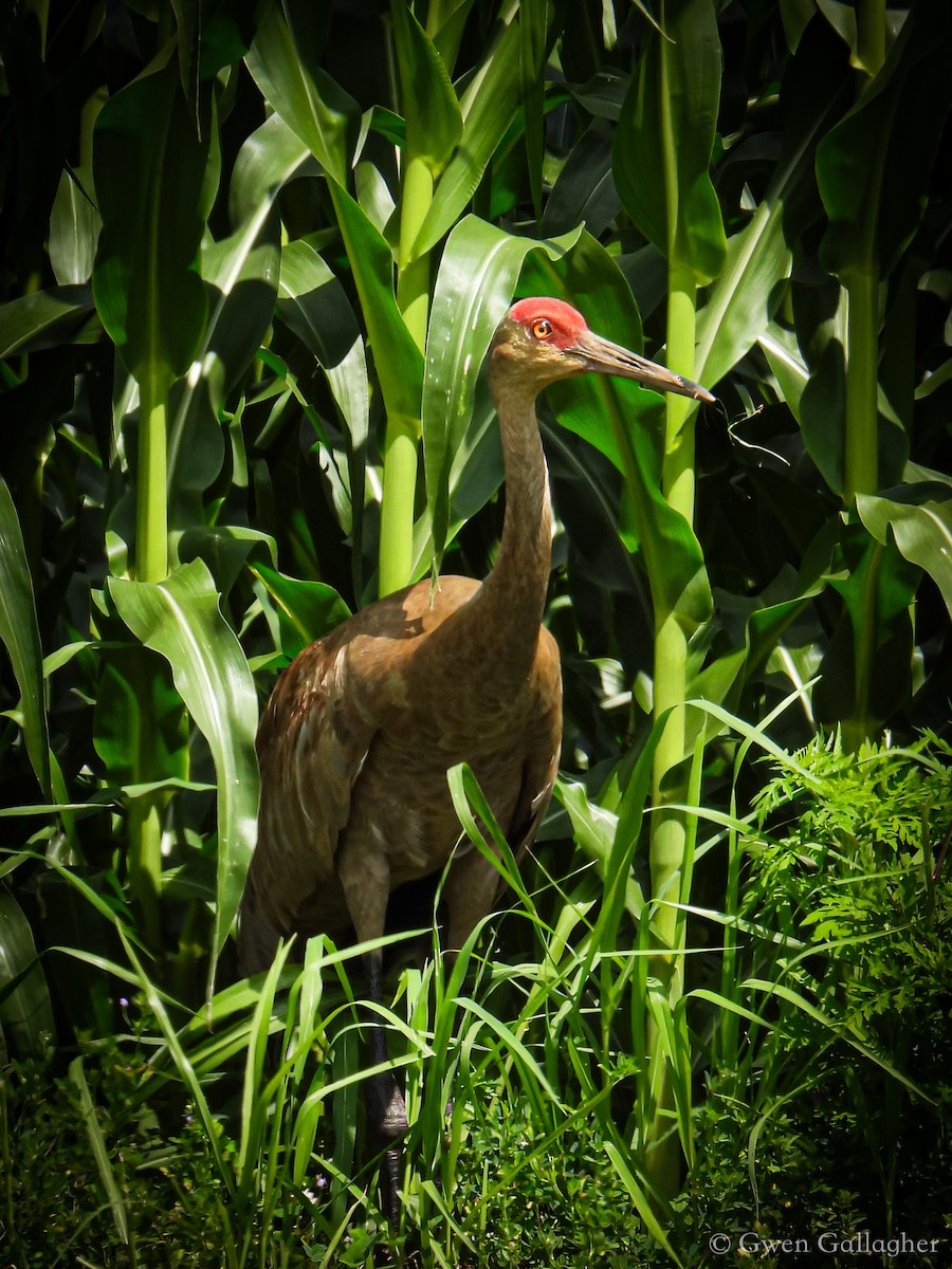 Sandhill Crane (tabida/rowani) - ML621873785