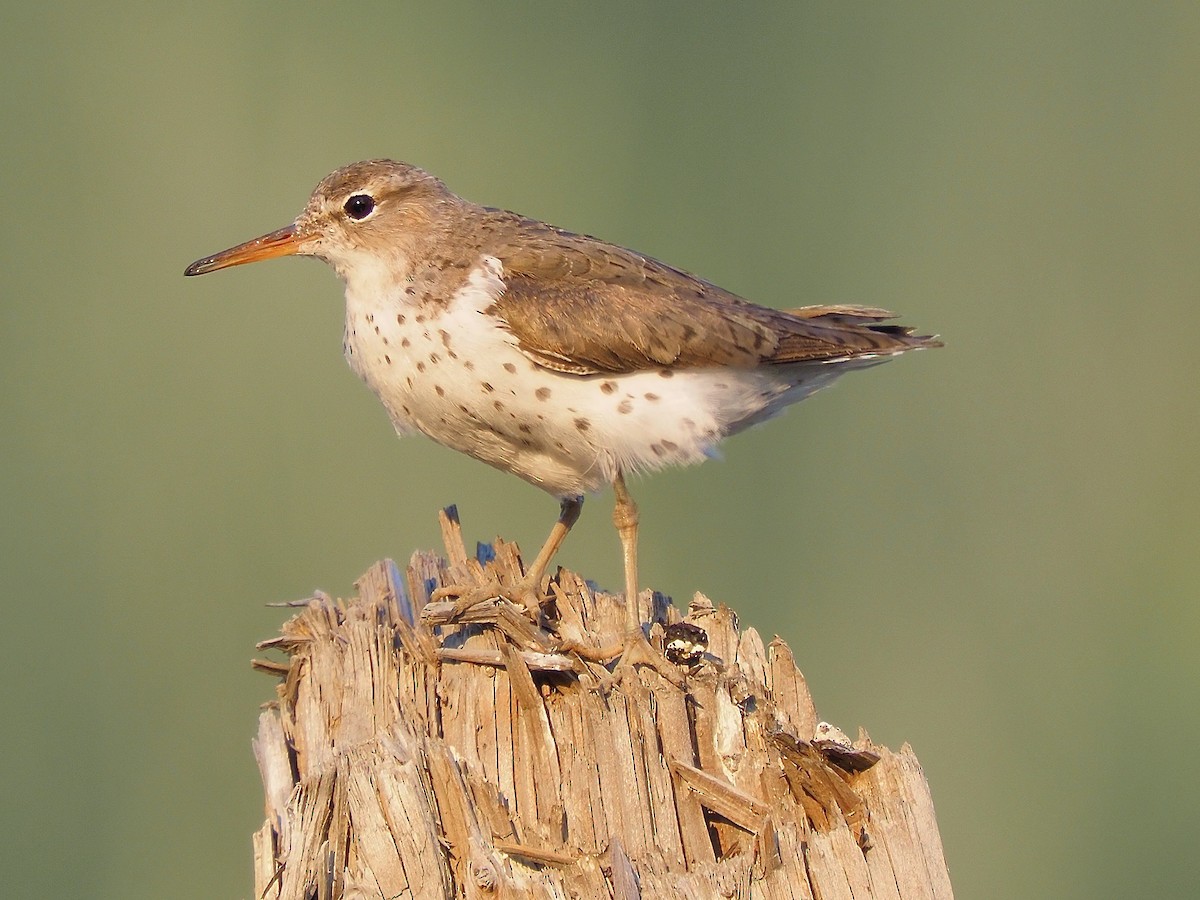 Spotted Sandpiper - ML621873794