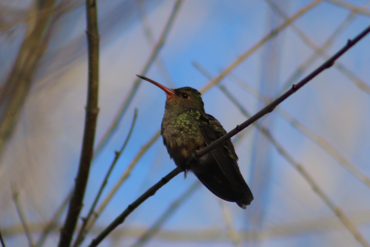 Gilded Hummingbird - ML621873795