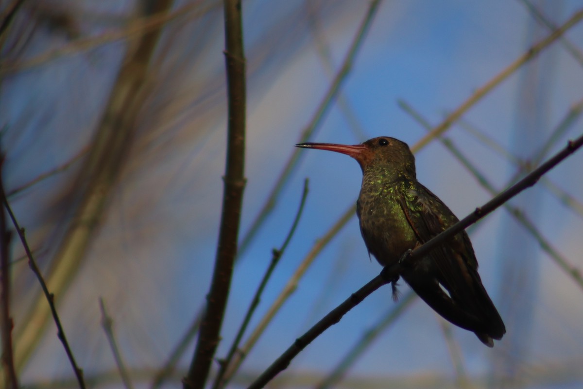 Gilded Hummingbird - ML621873796