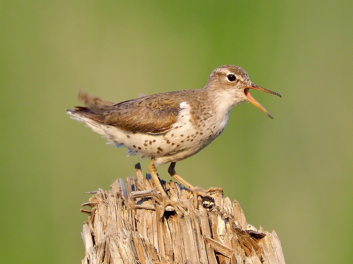 Spotted Sandpiper - ML621873797