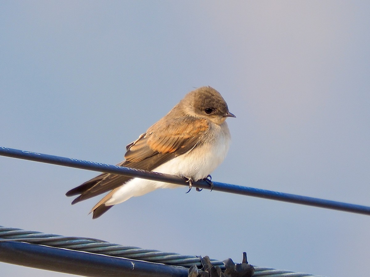 Northern Rough-winged Swallow - ML621873802