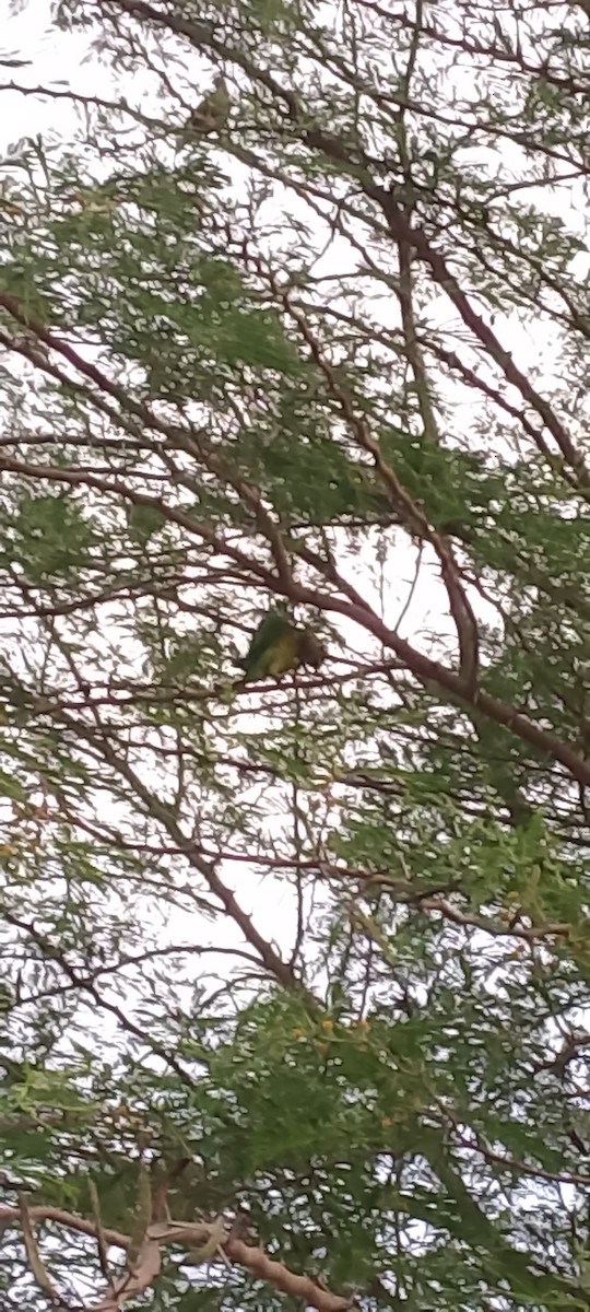 Brown-throated Parakeet - ML621873813