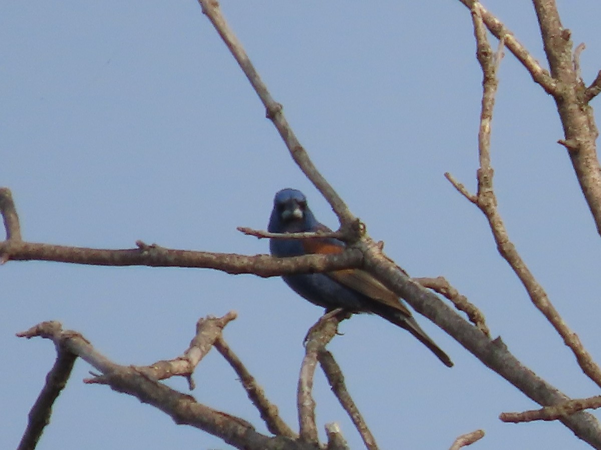 Blue Grosbeak - ML621873850