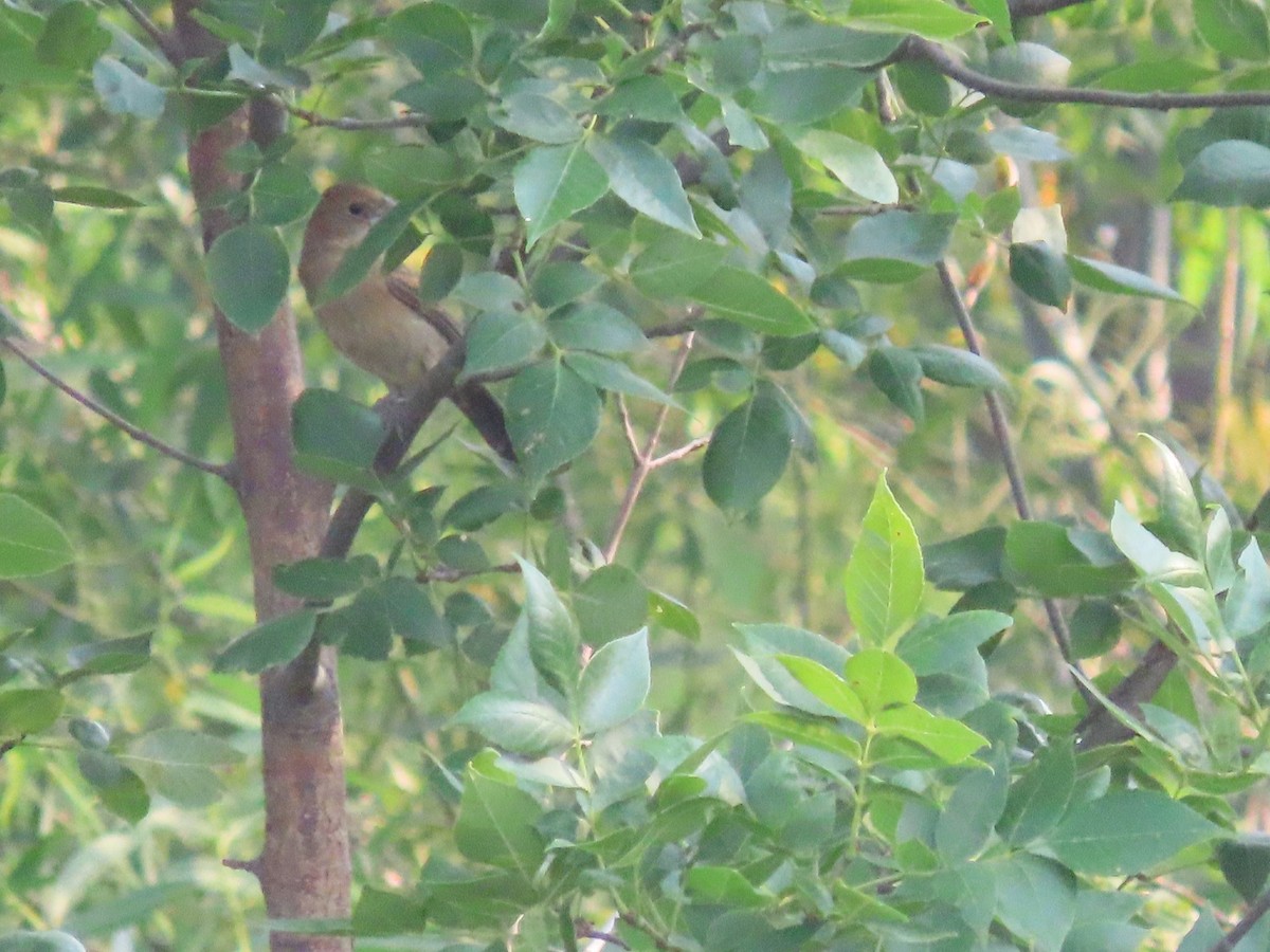 Blue Grosbeak - ML621873857