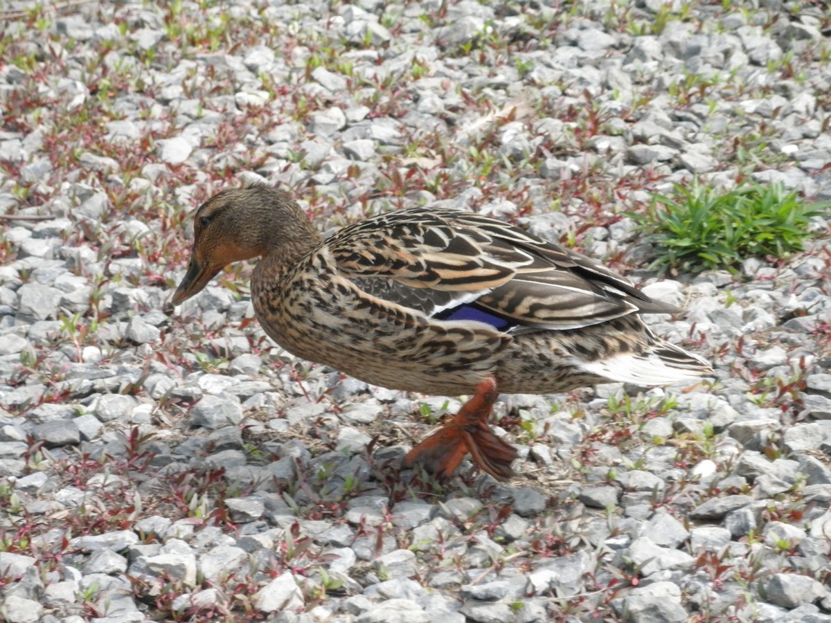 Canard colvert - ML621873859