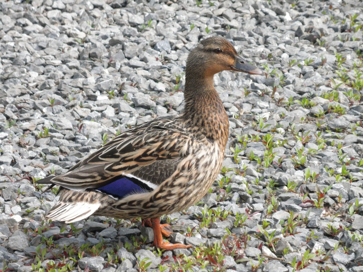 Canard colvert - ML621873860