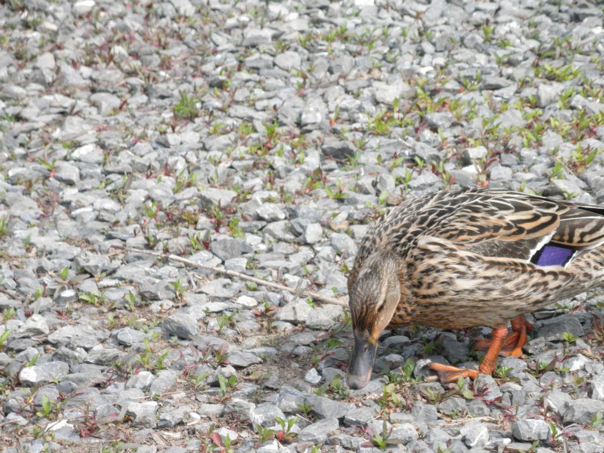 Canard colvert - ML621873861