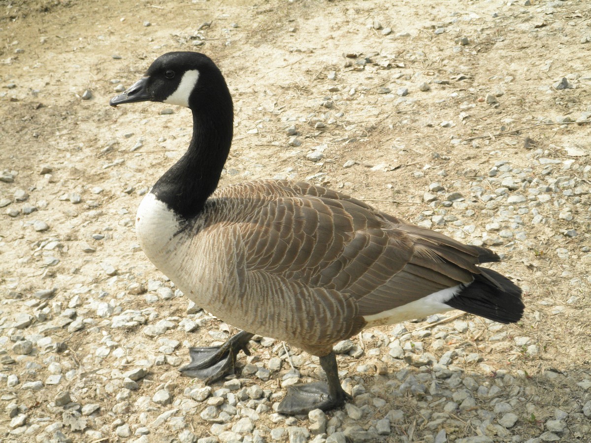 Canada Goose - ML621873865