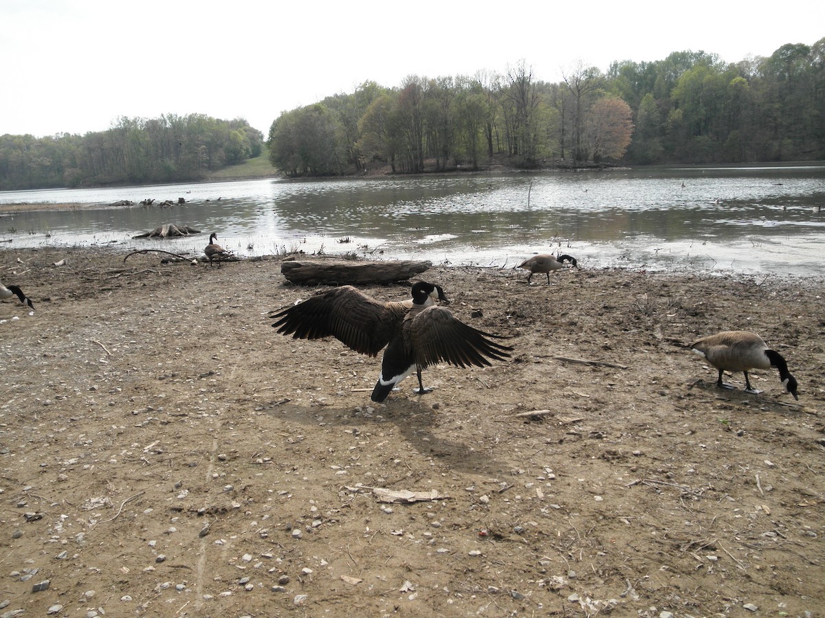 Canada Goose - Jeff Smith