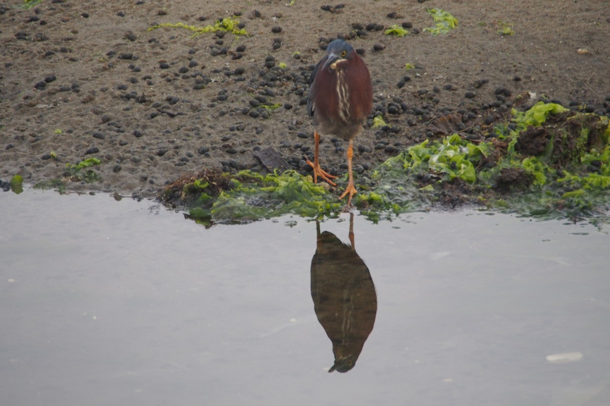 Green Heron - ML621873871