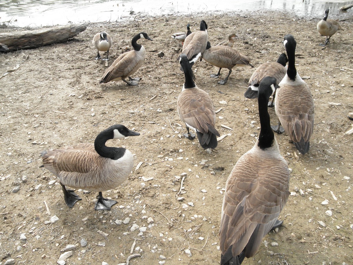 Canada Goose - ML621873872