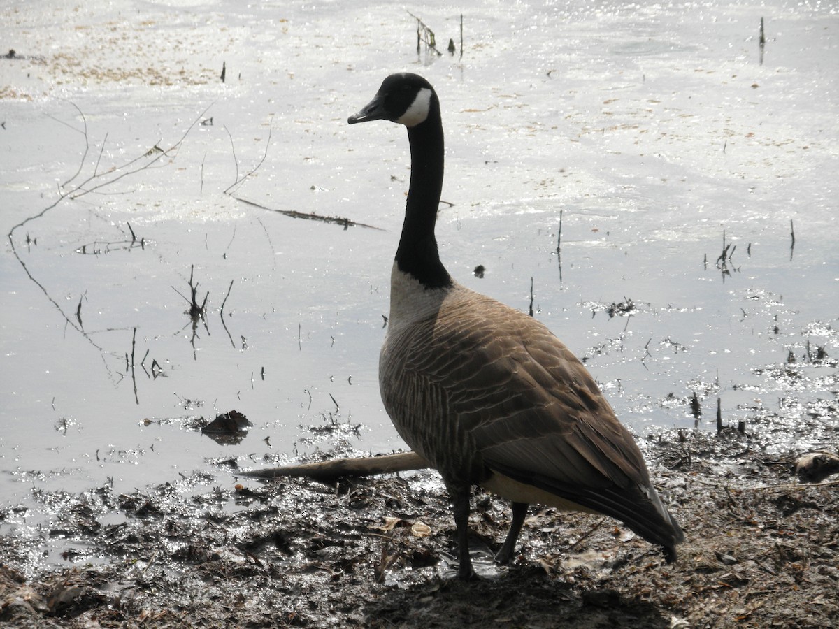 Canada Goose - ML621873878