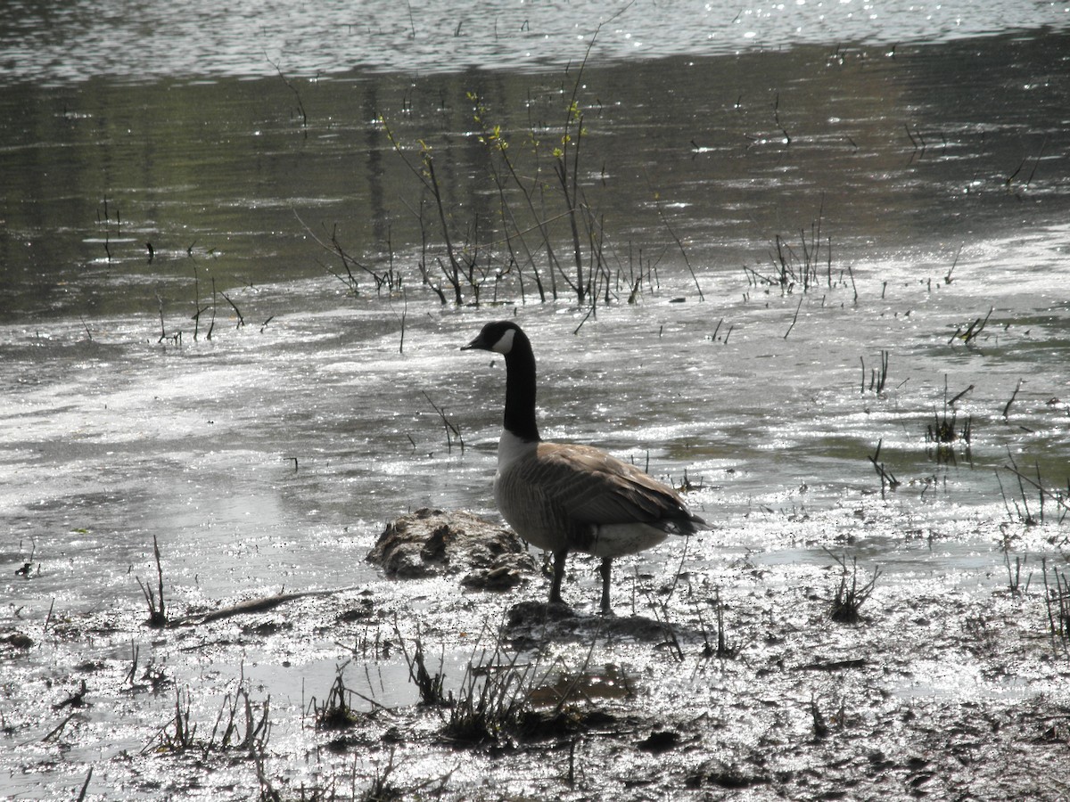 Canada Goose - ML621873884