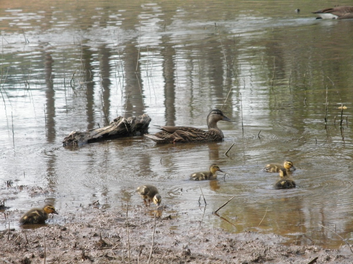 Canard colvert - ML621873888