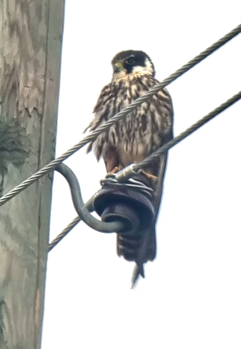 Eurasian Hobby - ML621873896