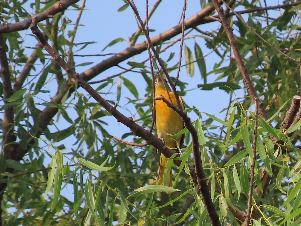 Oriole de Baltimore - ML621873941