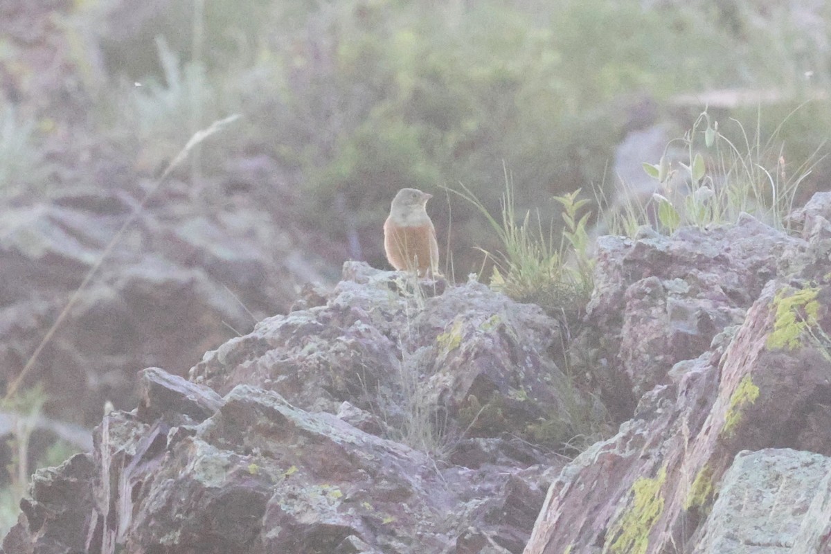 Gray-necked Bunting - ML621873987