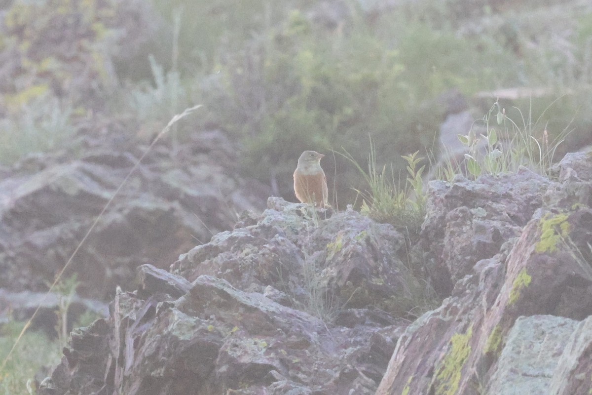 Gray-necked Bunting - ML621873988