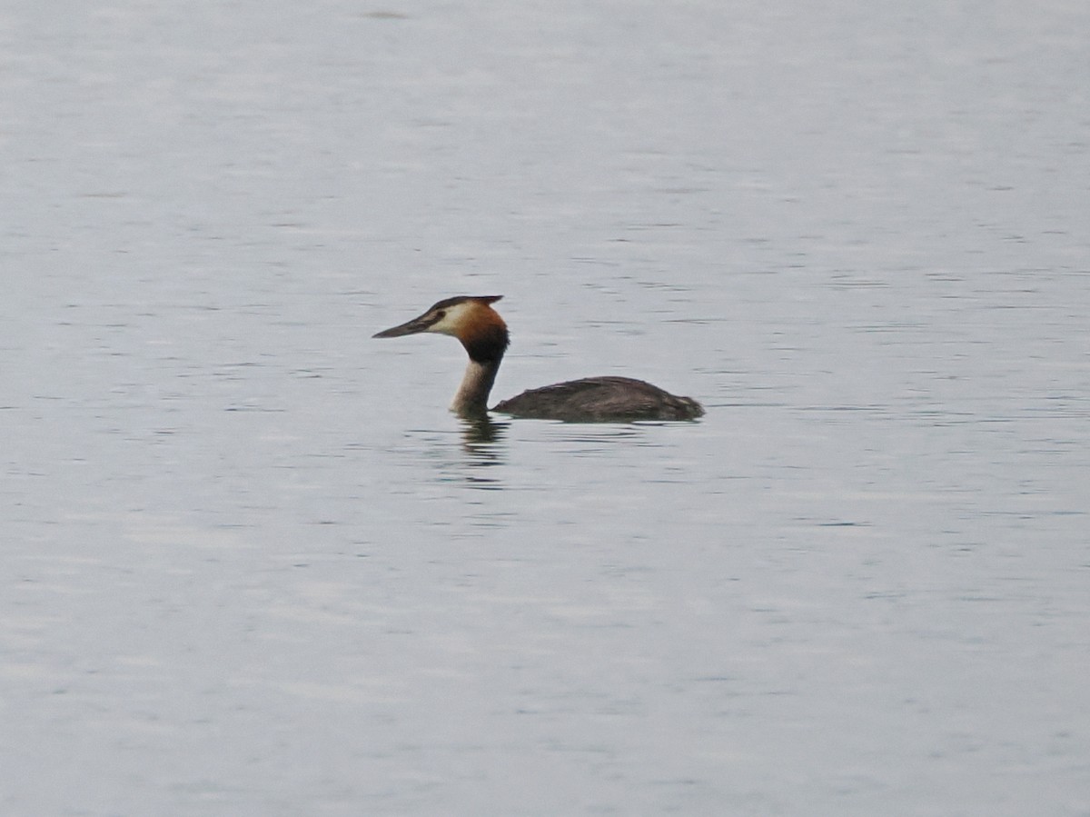 Great Crested Grebe - ML621873993