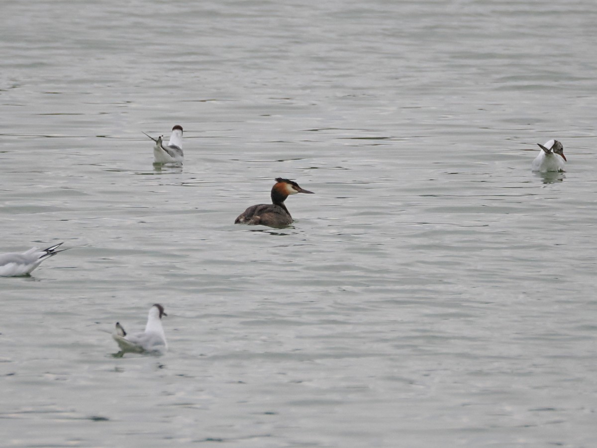 Great Crested Grebe - ML621873994