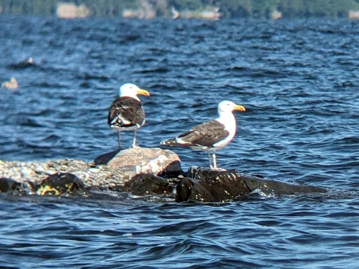 Great Black-backed Gull - ML621873995