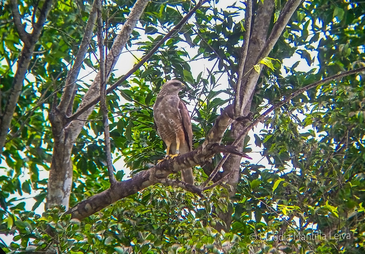 Haitibussard - ML621874003