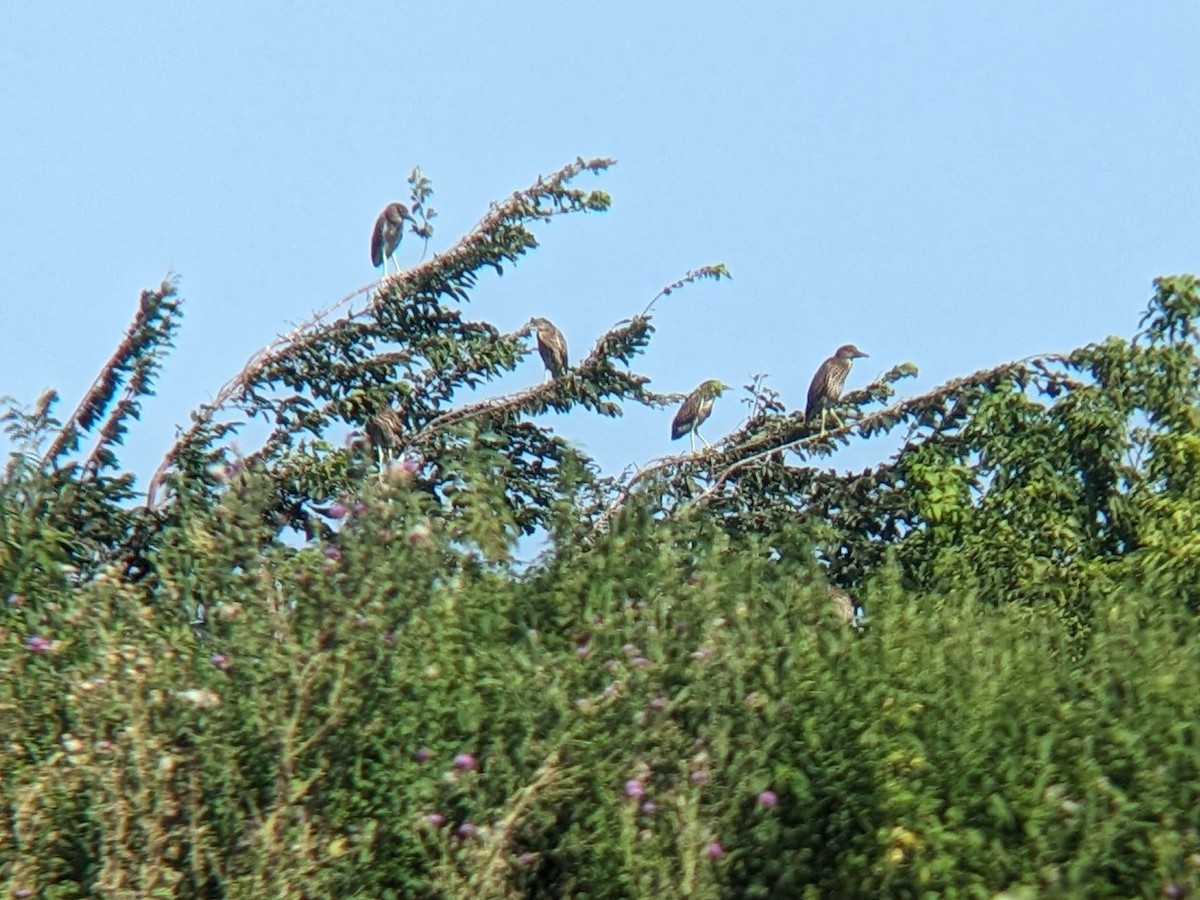 Black-crowned Night Heron - ML621874023