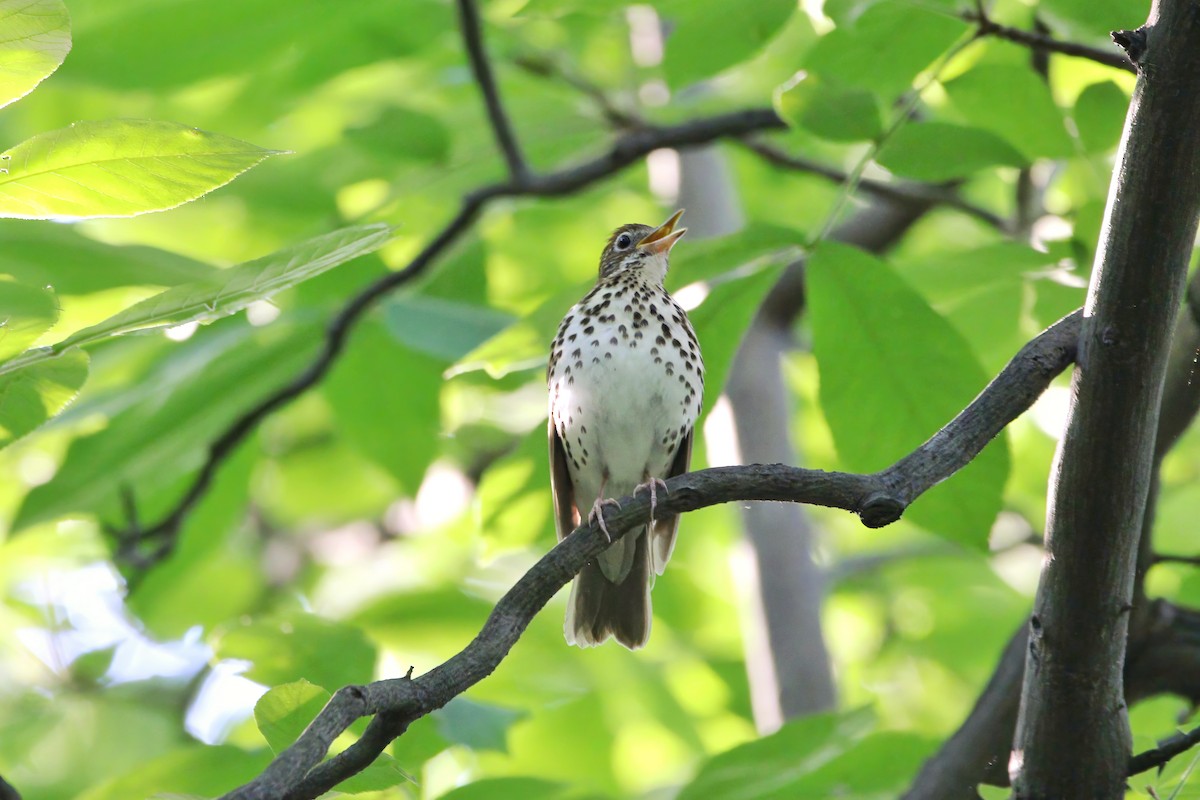 Wood Thrush - ML621874063