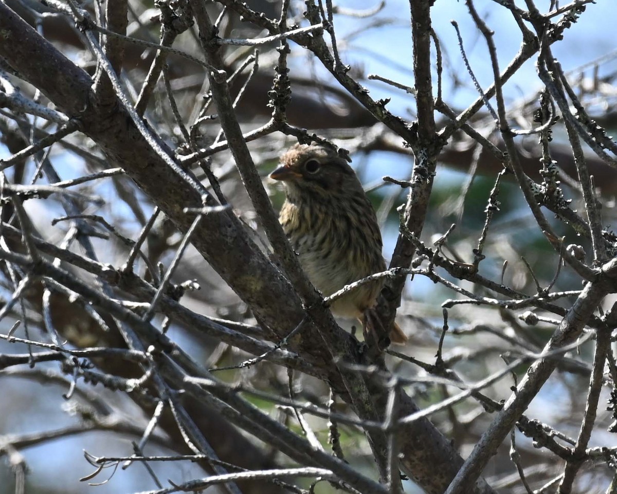 Swamp Sparrow - ML621874106