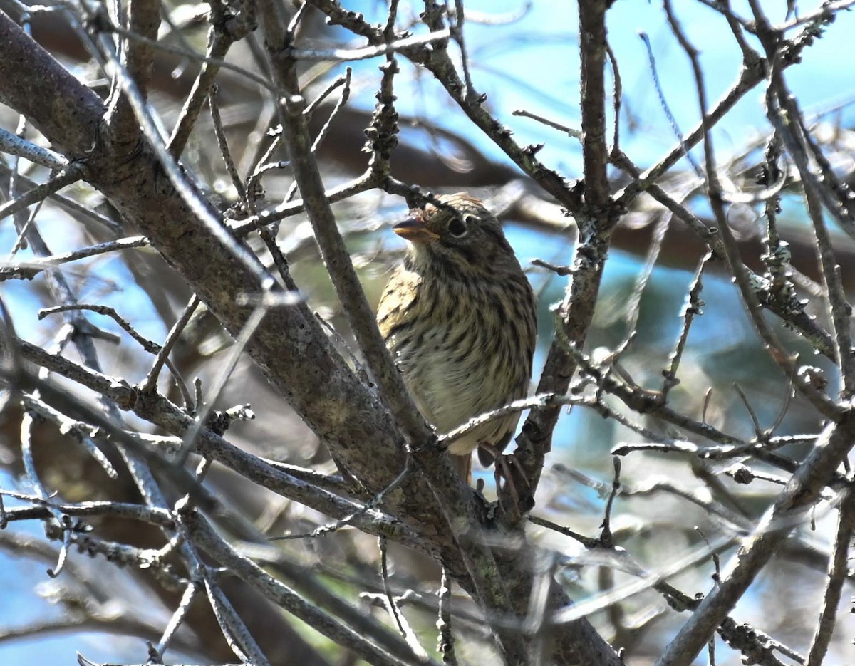 Swamp Sparrow - ML621874107