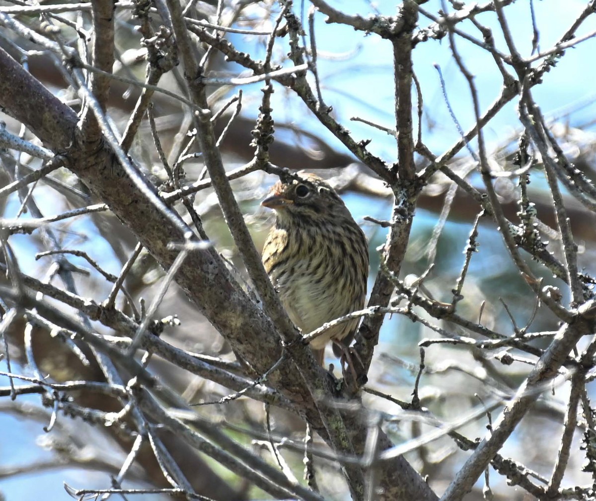 Swamp Sparrow - ML621874108