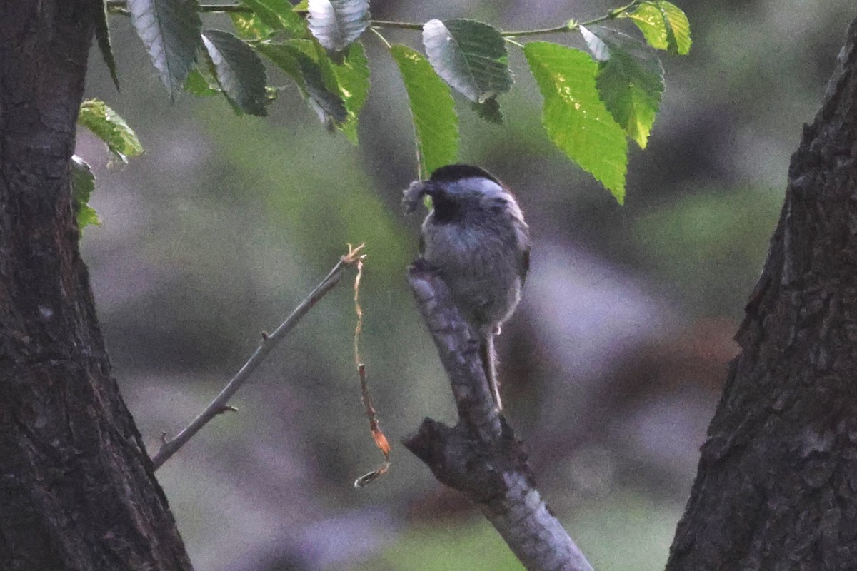 Great Tit (Great) - ML621874137