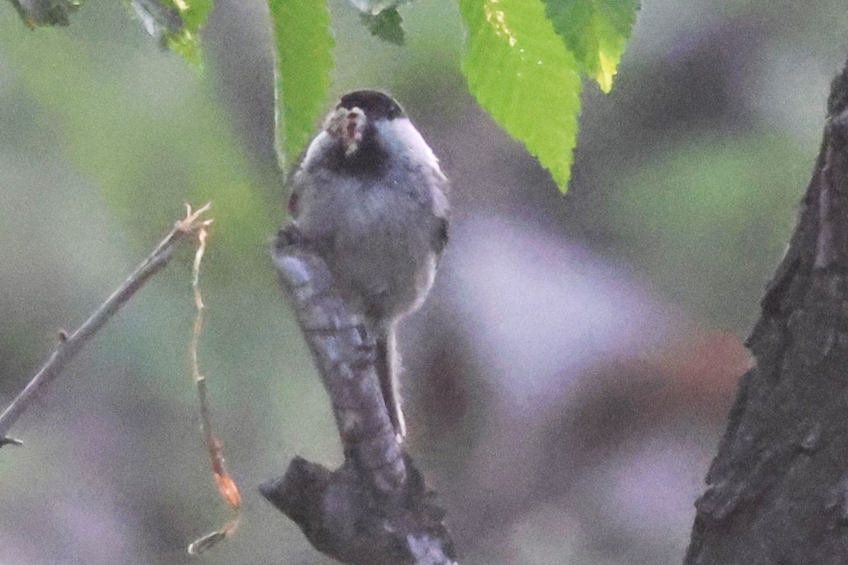 Great Tit (Great) - ML621874138