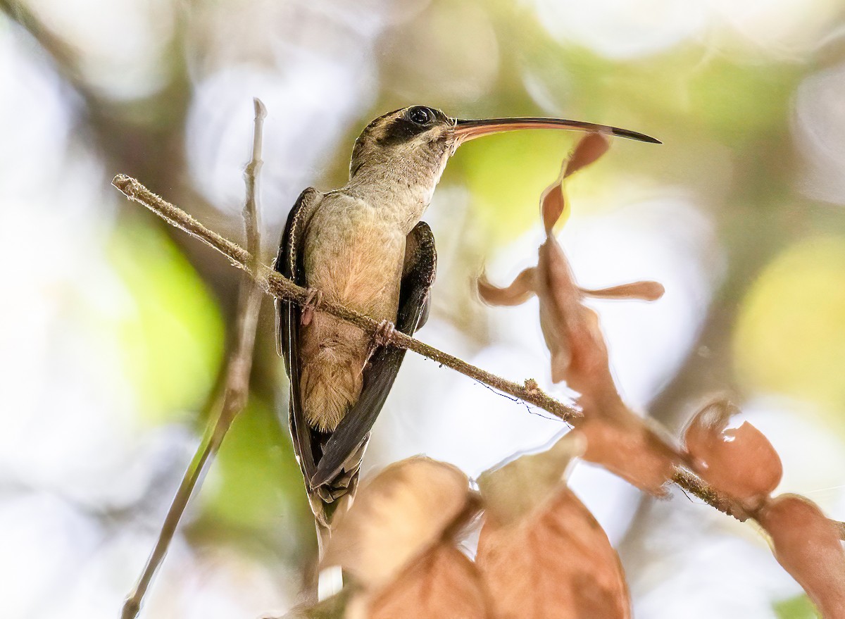 Long-billed Hermit - ML621874161