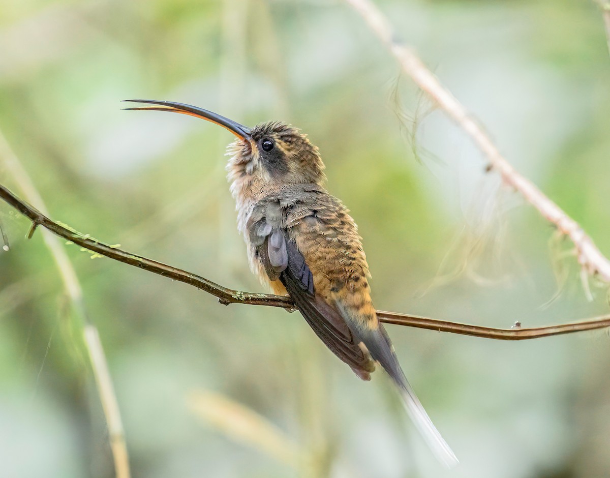 Long-billed Hermit - ML621874164