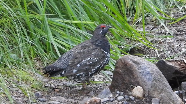 Spruce Grouse - ML621874165