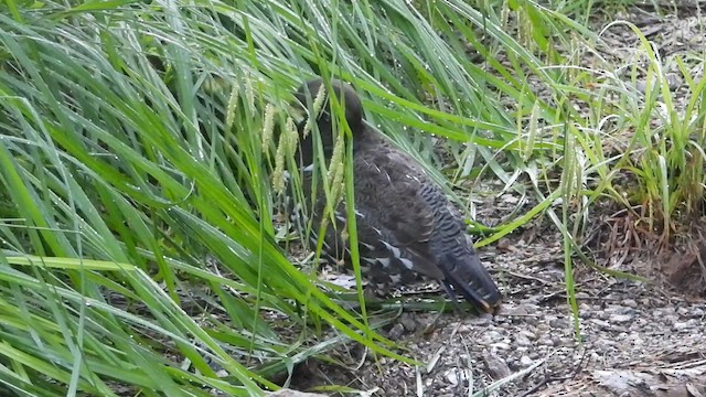 Gallo Canadiense - ML621874202