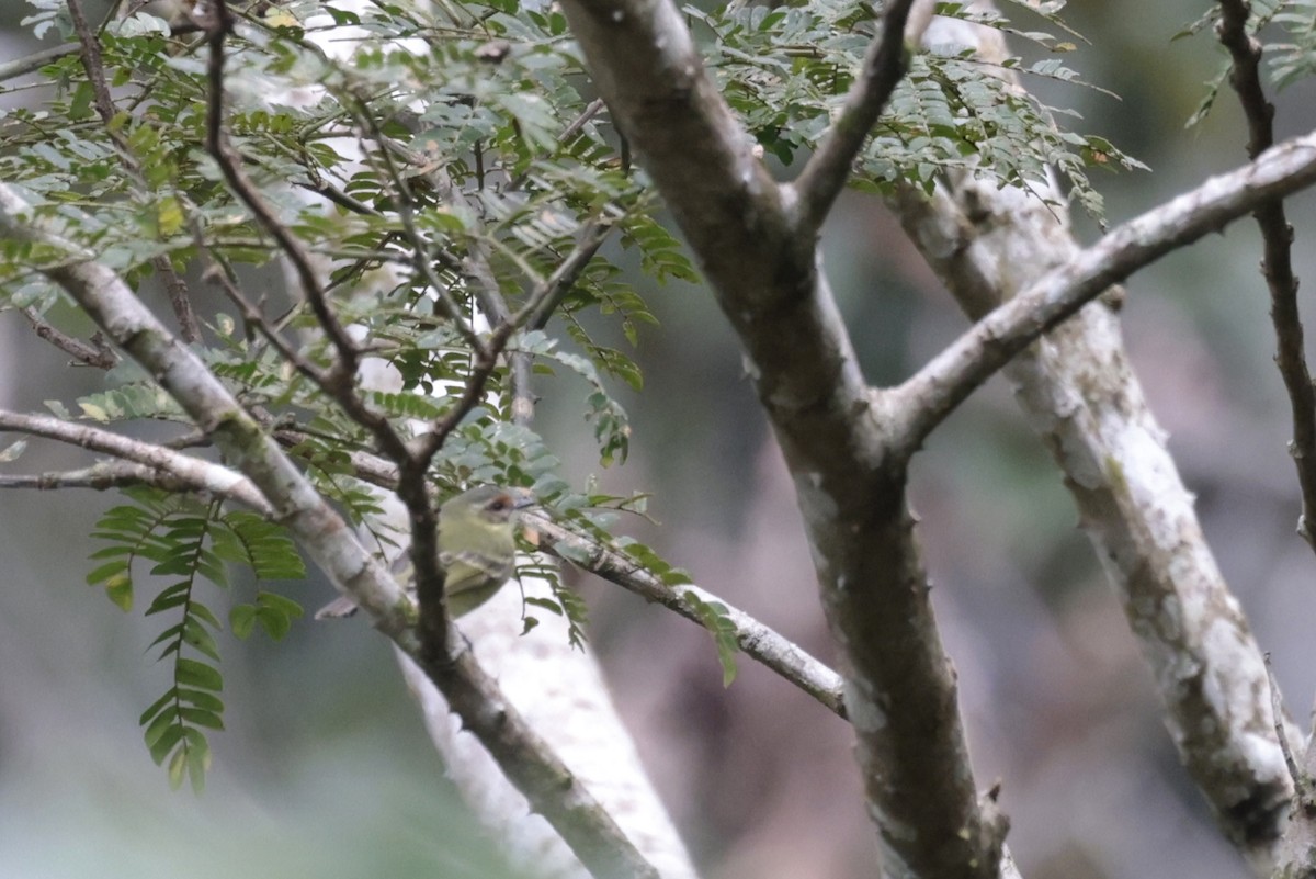 Cinnamon-faced Tyrannulet - ML621874230