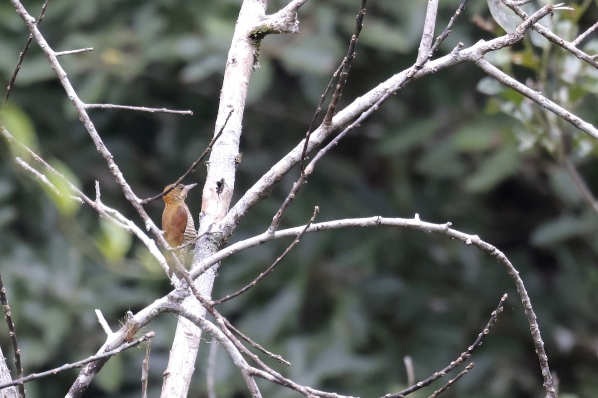 Red-stained Woodpecker - ML621874235