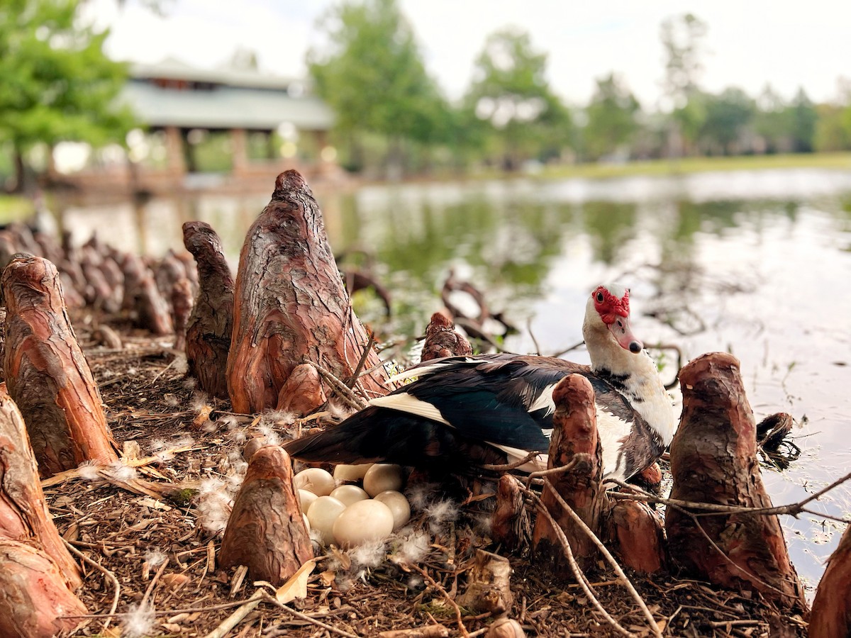 Muscovy Duck (Domestic type) - ML621874254