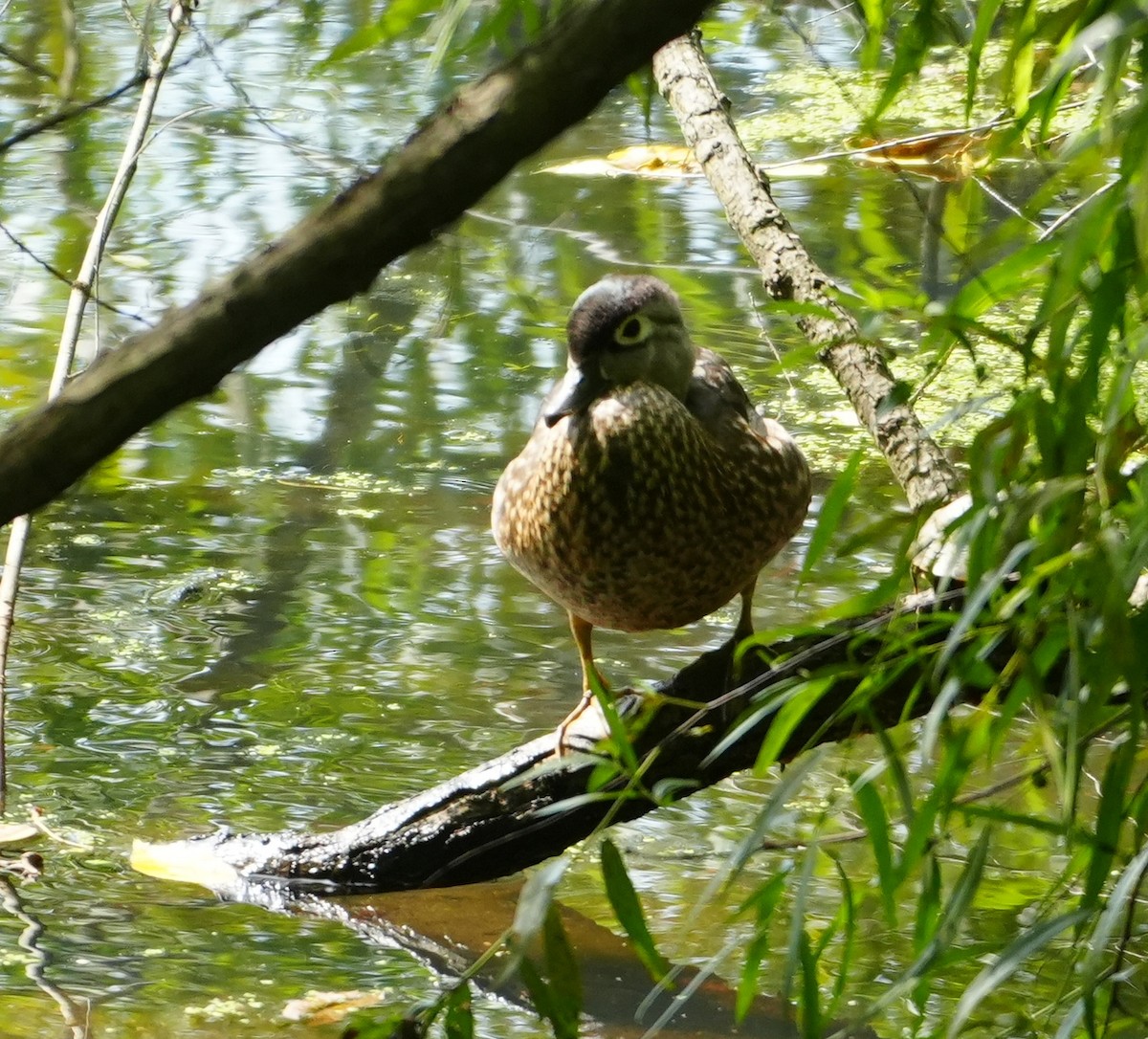 Wood Duck - ML621874277