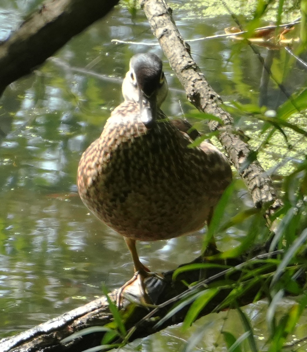 Wood Duck - ML621874278