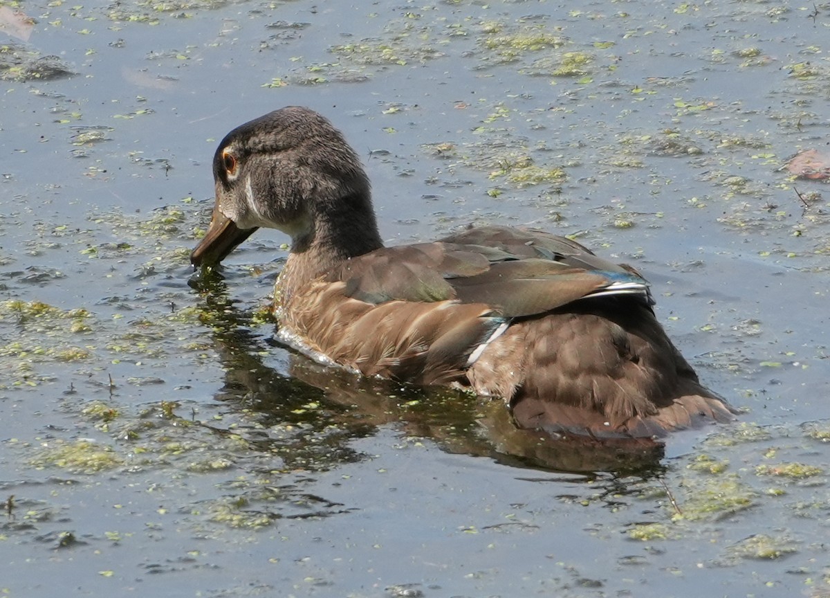 Wood Duck - ML621874279