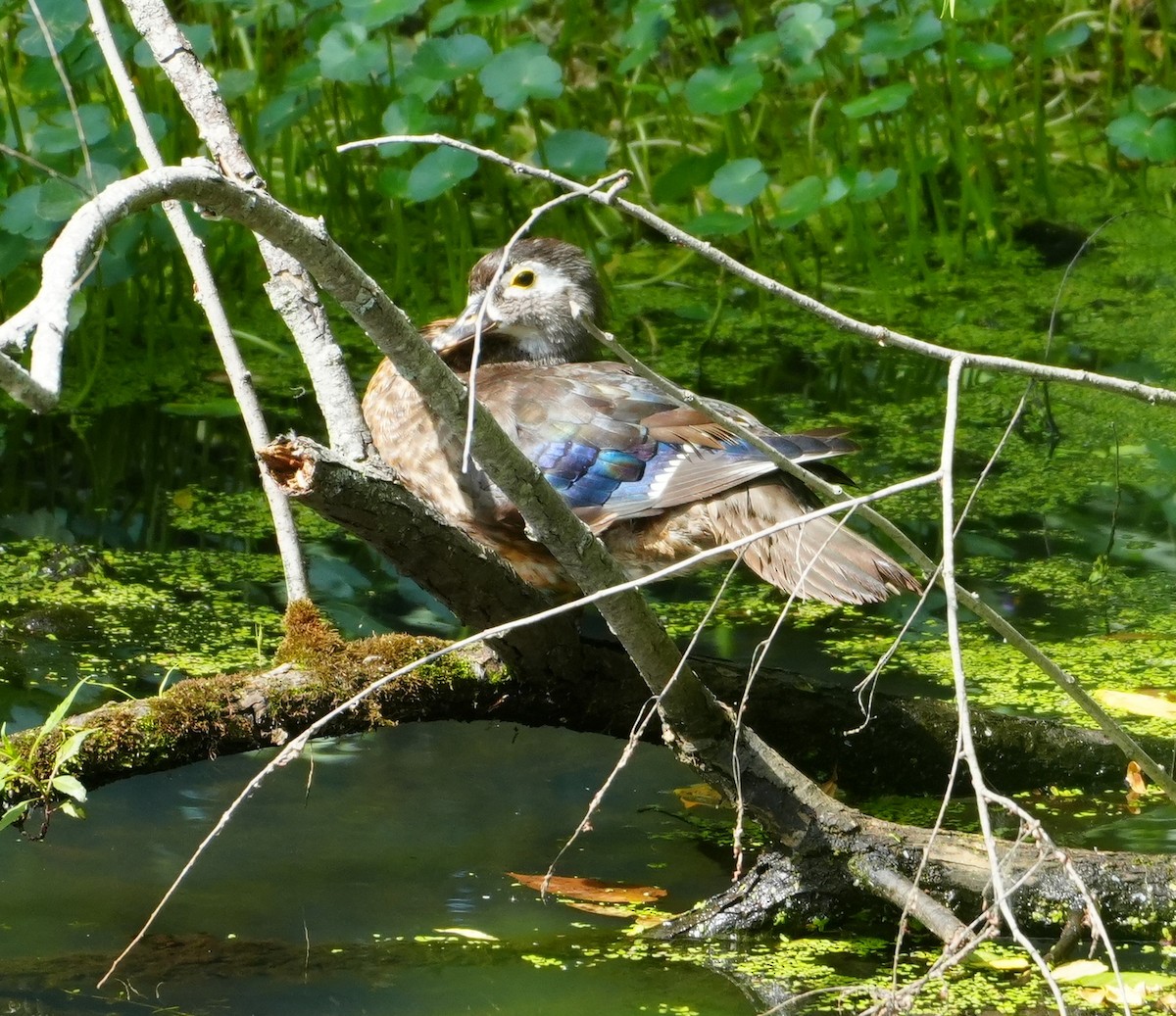 Wood Duck - ML621874280