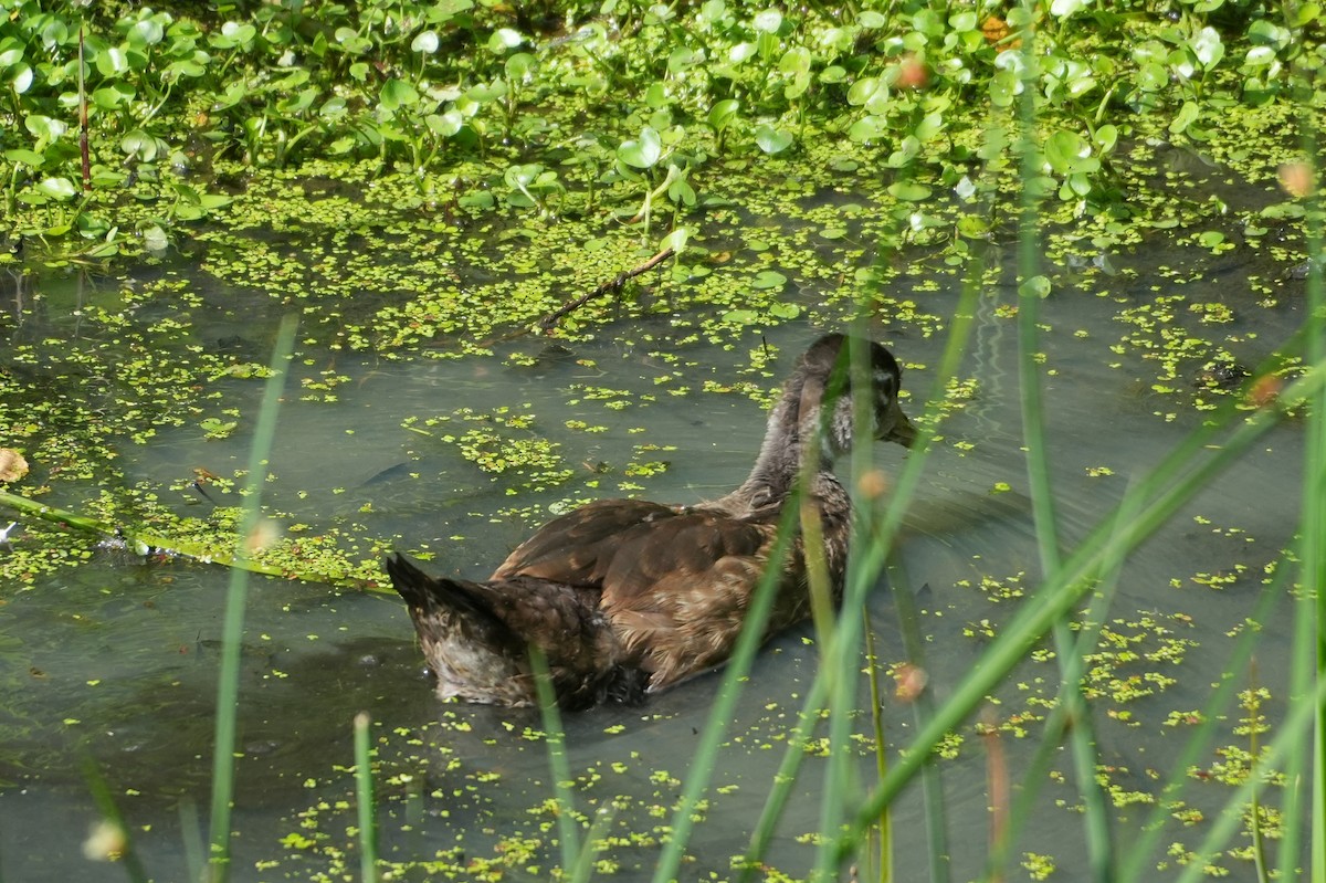 Wood Duck - ML621874281